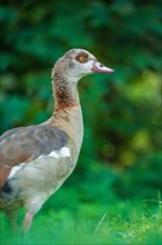 Egyptian goose in meadow