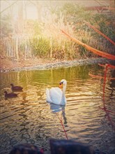 White swan and wild ducks floating on the lake in the park in the warm sunset rays