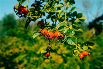 The red fruits of the rosehip