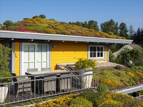 Wooden house with colourful flowering green roof