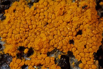 Yellow false hairy mushroom many fruiting bodies with fuzzy yellowish heads next to each other on tree trunk