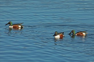 Shoveler three males swimming in water left looking