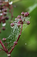 Spider's web with morning dew
