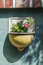 Old washbasin as flower vase
