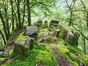 Moss-covered rock formation in the forest consists of large