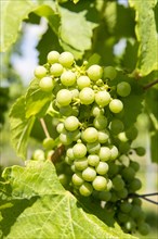 Unripe grapes in summer on a vine