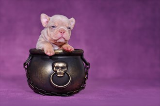 New Shade Isabella Orange Tan French Bulldog dog puppy in Halloween witch cauldron on purple background