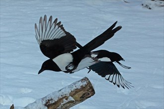 Magpie two birds with open wings flying over tree trunk in snow seeing differently