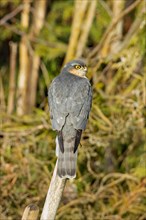 Male sparrowhawk sitting on wooden post seen from behind right