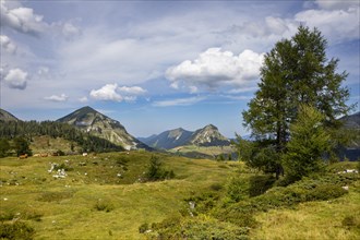 Alpine meadow on the Trattbergalm with Gennerhorn