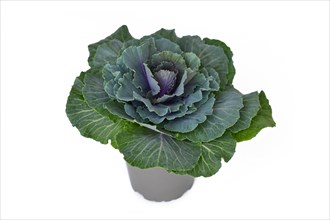 Ornamental cabbage in flower pot on white background