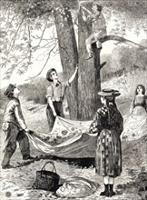The Harvesting and Gathering of Chestnuts