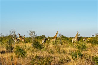 Group of giraffes