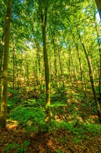 Deciduous forest in summer