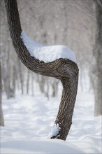Bend tree trunk with snow on the bark. Wintertime with lots of snow. Hokkaido island
