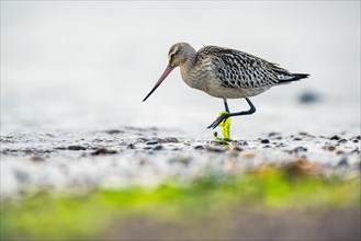 Bar-tailed Godwit