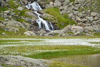 Waterfall and lake with lots of cottongrass