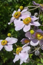 Flowers and buds of the Japanese anemone hupehensis