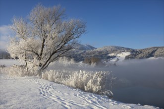 Snowy winter landscape at the Irrsee in the morning mist