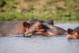 Nice crocodile baby resting on a hippo