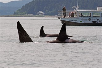 A group of several orcas in front of a tourist boat