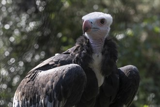 Woolly-headed Vulture