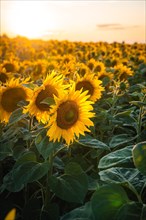 Huge sunflower field at sunset
