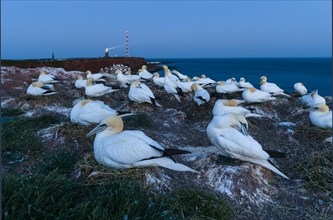 Northern gannet