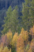 Colourful autumn forest with spruces