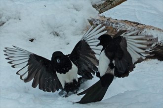Magpie two birds with open wings flying in front of tree trunk with snow fighting seeing different