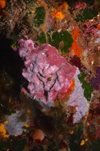 Pink and white spiny sponge