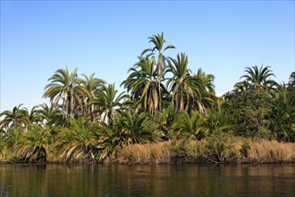 Palm trees by the river