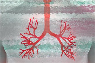 The lung is a paired organ that serves respiration. It takes in oxygen from the air we breathe and removes carbon dioxide as an end product of body metabolism. Real lungs are found in humans and in ma...