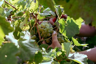 Woman farmer hands using scissors to trim organic sauvignon grape with sscissors from plant in wine farm in summertime harvesting period W