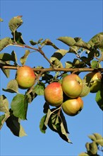 Ripe red apples hanging ripe for harvest on tree against blue sky