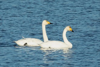 Whooper Swan two birds swimming in water side by side right looking
