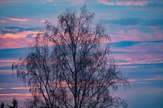 Evening red tree in front of blue-reddish cloud structures