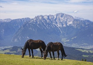 Herd of horses on the Trattberg with a view of the Salzach Valley and the Hohe Goell