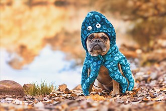 Funny Halloween dog costume. Cute French Bulldog wearing octopus suit with eyes and tentacle arms