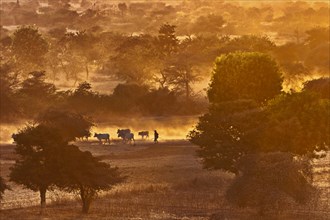 Herd of cattle in hazy landscape