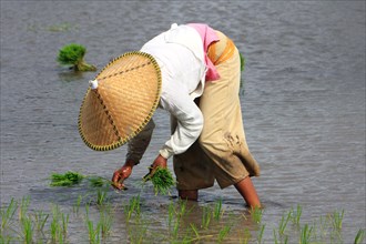 Farmer's wife in rice hat staking seedlings in rice field