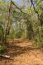 Dirt path among the dense twisted vegetation typical of the interior of the state of Minas Gerais in Brazil