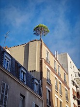 Pine tree growing on the top of a building in Asnieres