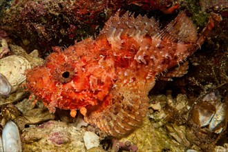 Close-up of red large scorpionfish