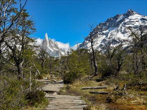 Hiking trail with wooden planks on the way to Cerro Torre