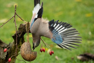 Eurasian Jay with nut in beak and open wings hanging from tree stump with food bowl and red berries looking down