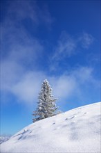 Winter landscape at the Zwoelferhorn with deep snow-covered conifer