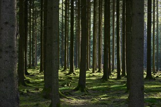 Coniferous forest