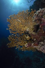 Net fire coral