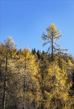 Autumnal yellow lark forest on the Genneralm